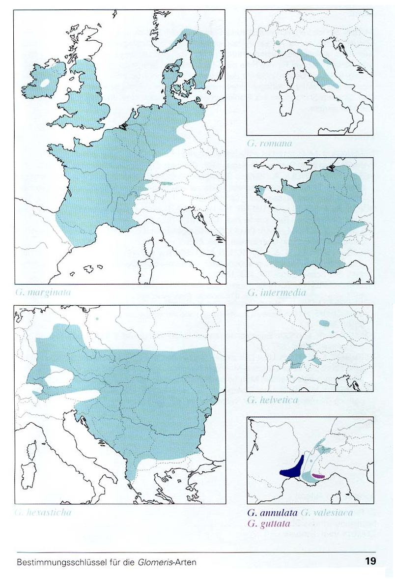 TAVOLE SUI GLOMERIS - C.L. Koch, 1863 e R. Hoess, 2000